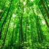 thuyết minh về vai trò của rừng trong việc bảo vệ môi trường